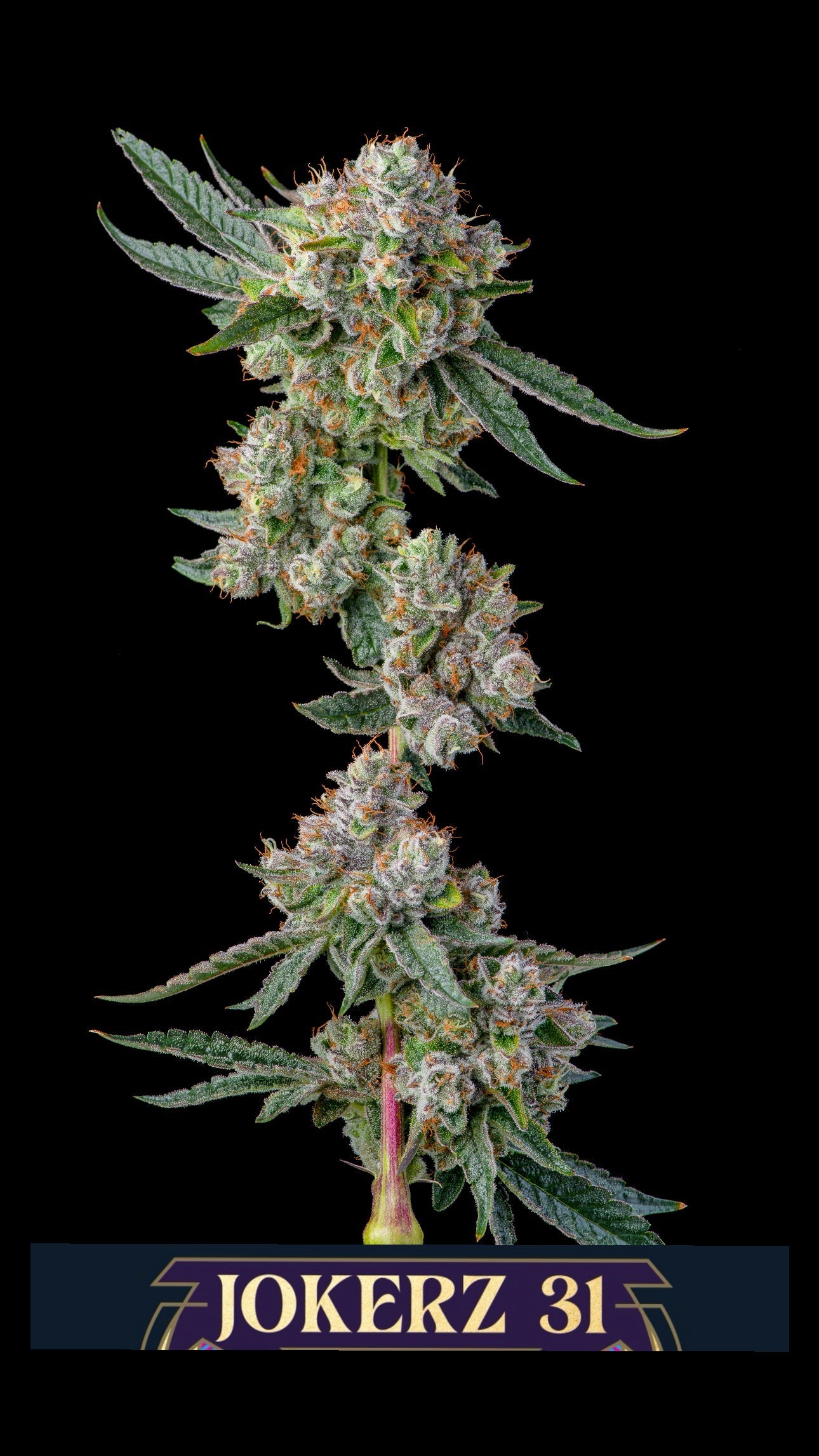 Glue 31 (GG4 x Jokerz #31) 7-pack