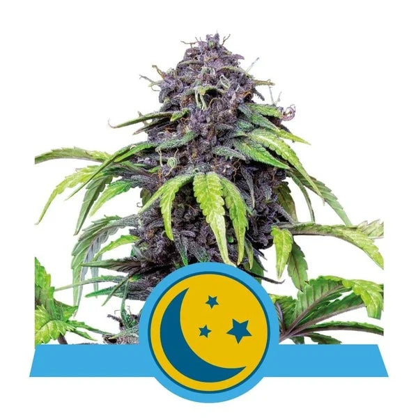 Purplematic CBD