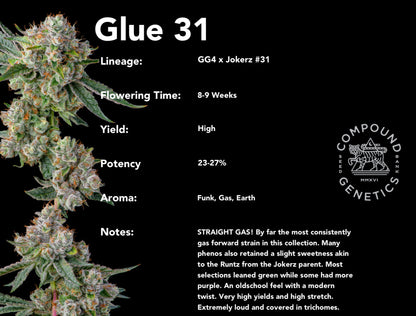 Glue 31 (GG4 x Jokerz #31) 7-pack