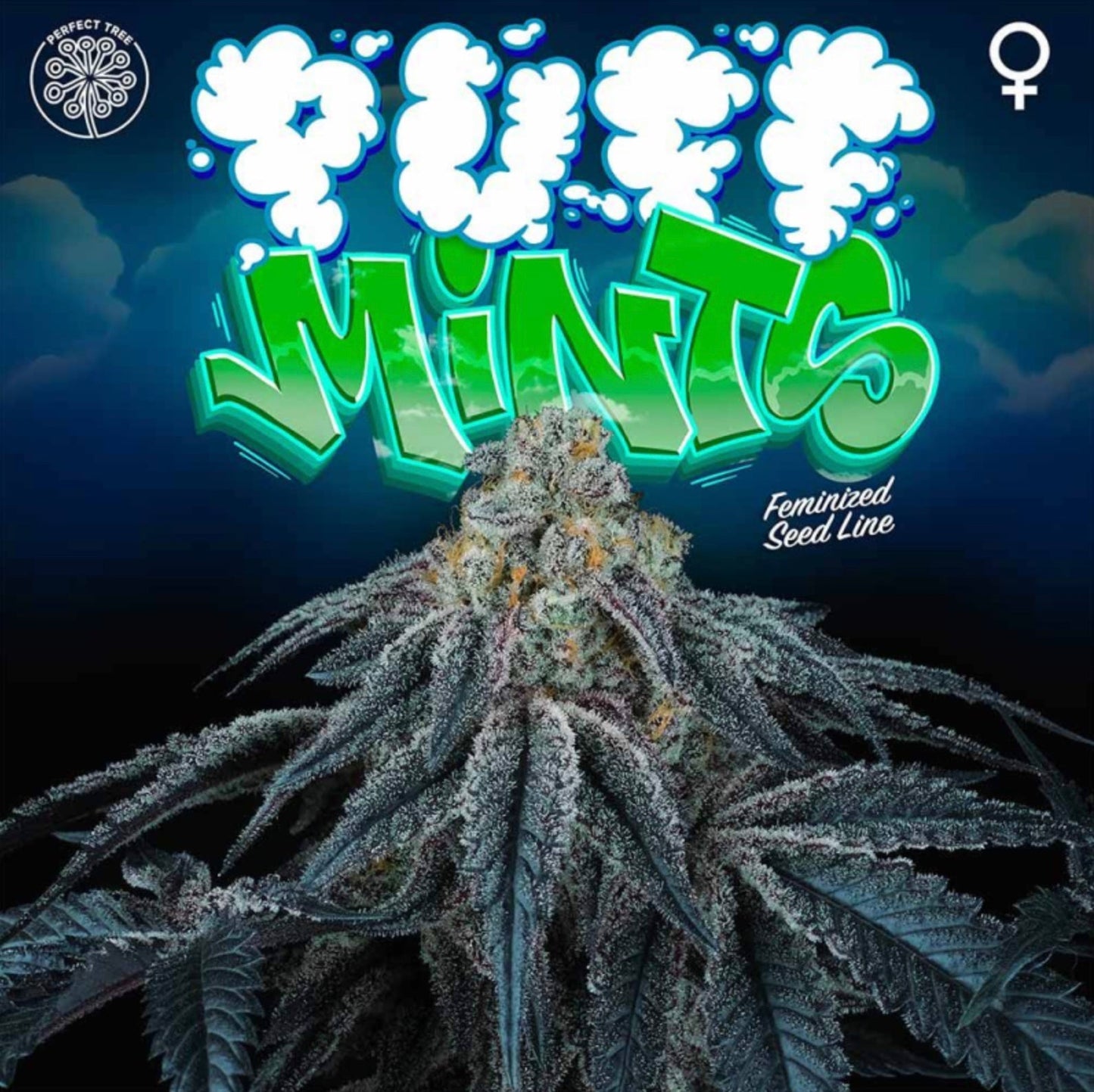 Puff Mints (Kush Mints x Jet A) 6-Pack + 3 LH2P Freebies