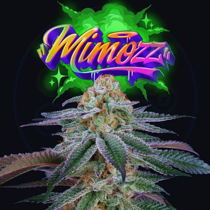 Mimozz (Mimosa x Peach Ozz) 6-Pack + 3 LH2P Freebies