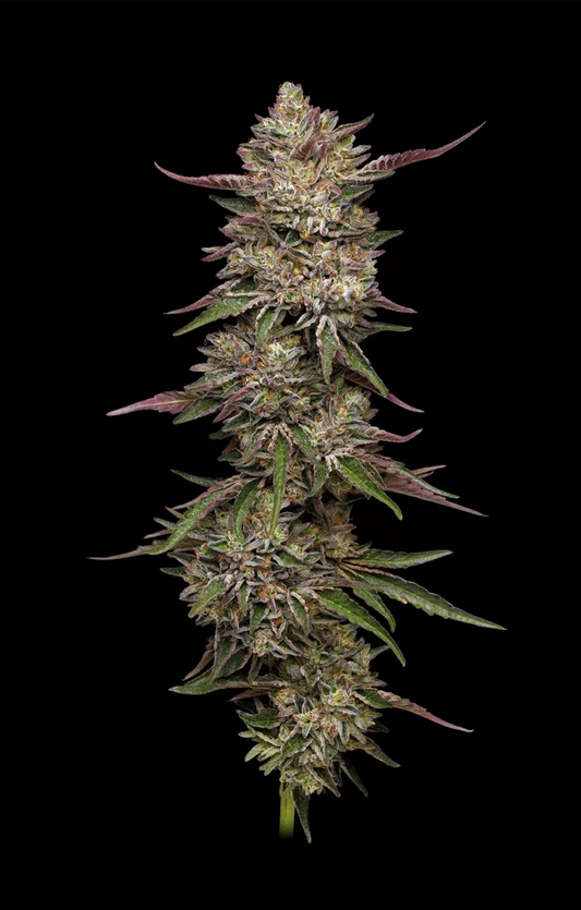 GUZZLERZ Fem 5-Pack (Gusherz XZkittlez X Triangle Kush)