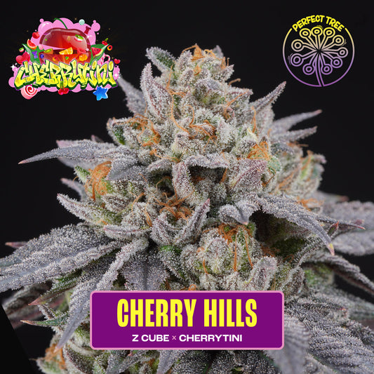 Cherry Hills (Z Cube x Cherrytini) 6-Pack