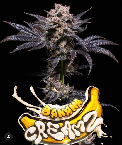 Banana CreamZ (Jealousy Banana Cream x Zoap)