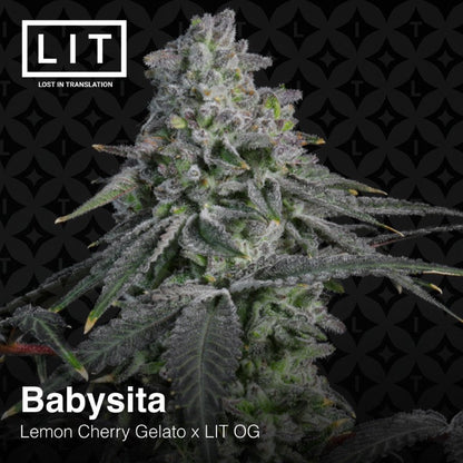 Babysita (Lemon Cherry Gelato x LIT OG) 6-Pack