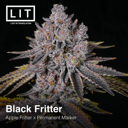 Black Fritter (Apple Fritter x Permanent Marker) 6-Pack