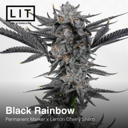 Black Rainbow (Permanent Marker x Lemon Cherry Sherbert) 6-Pack