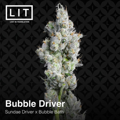 Bubble Driver (Sundae Driver x Bubble Bath) 6-Pack