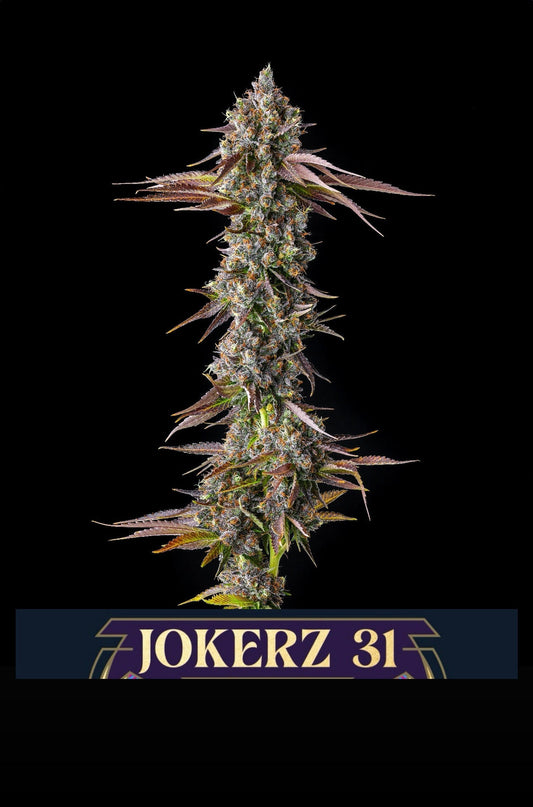 Strawberry Skrilla (Red Pop x Jokerz #31) 7-pack