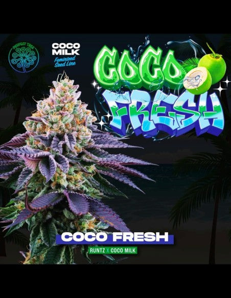 Coco Fresh (Runtz x Coco Milk) 6-Pack + 3 Coco Milk S1