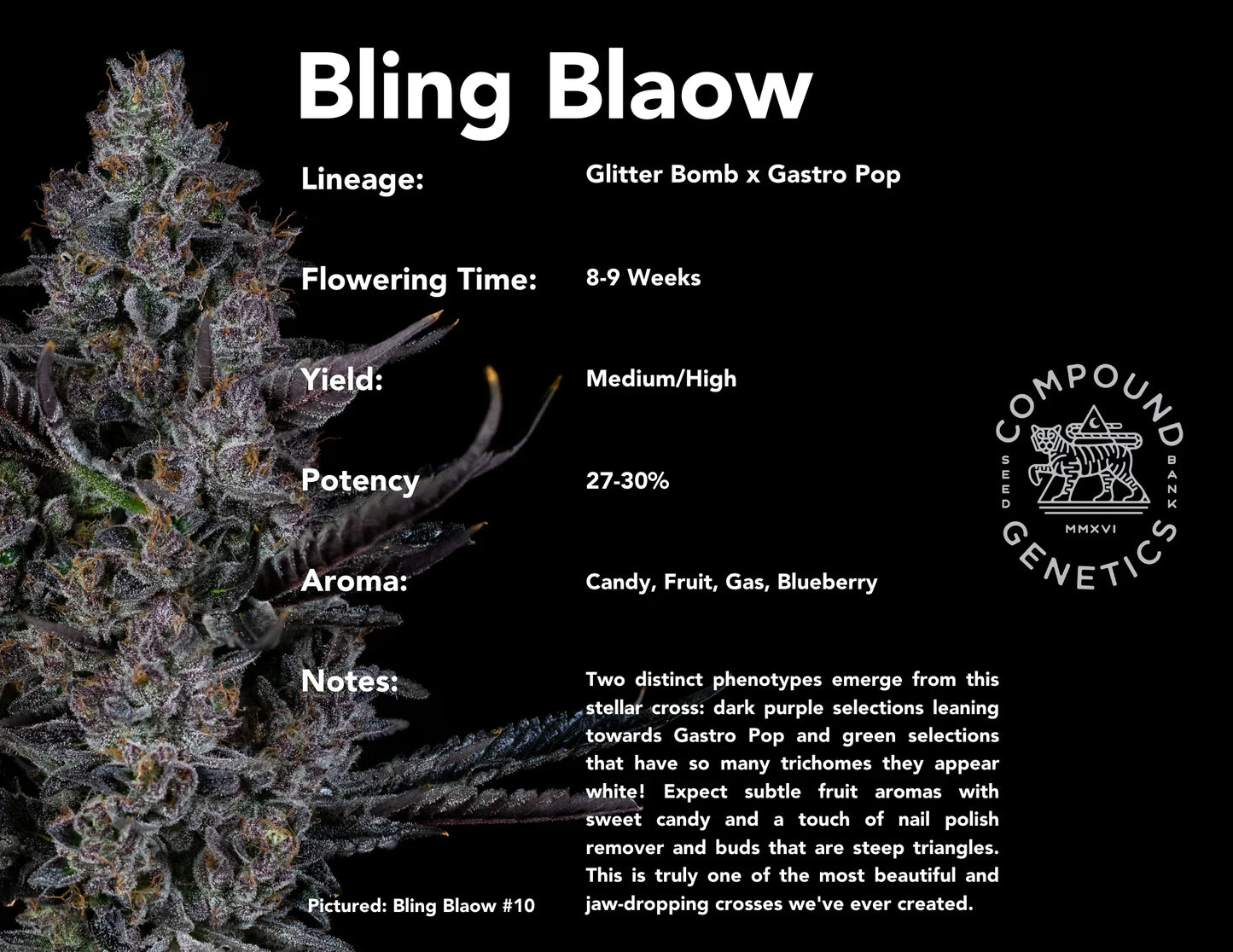 Bling Blaow 7+1