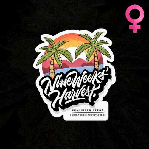 NineWeeksHarvest Troppo Tropi (Forbidden Fruit x Tropicanna Cookies) 7-Pack