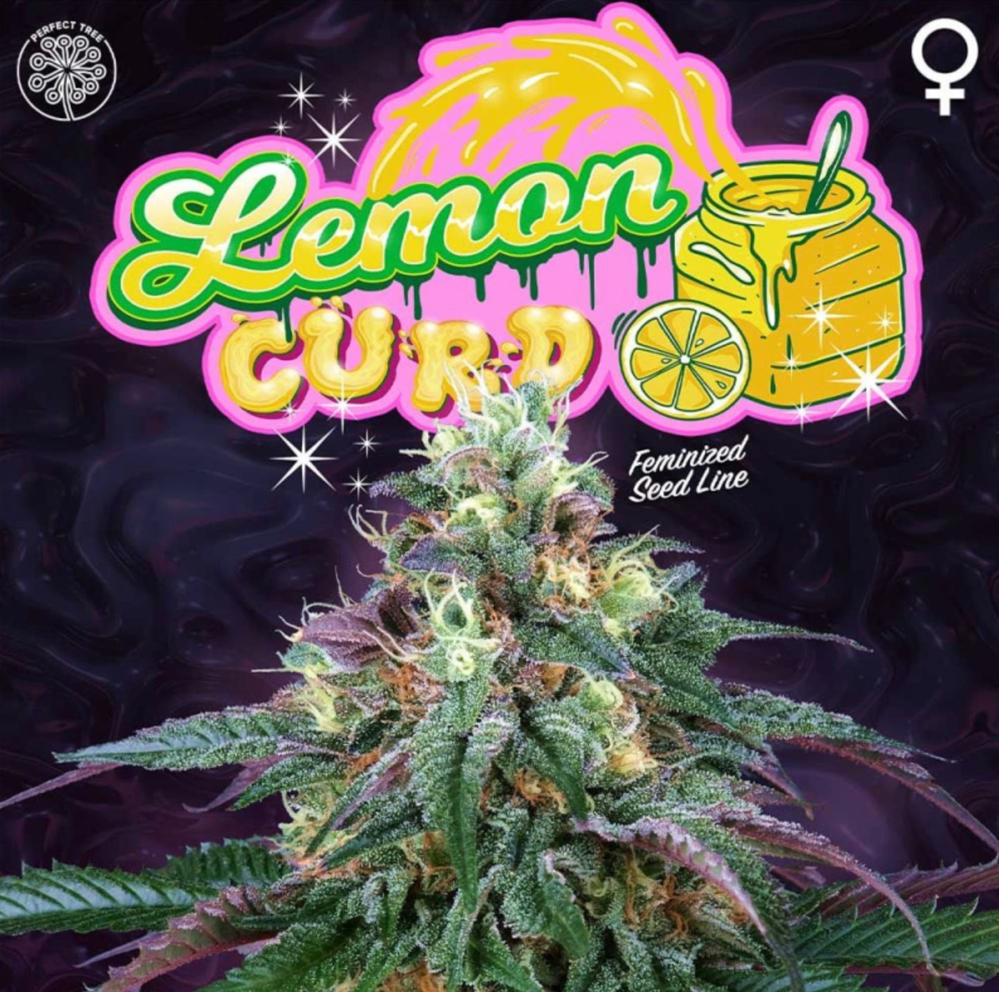 Lemon Curd (Melonade x Jet A) 6-Pack + 3 LH2P Freebies