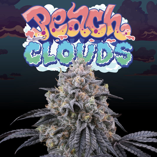 Peach Clouds (Kush Mints x Peach Ozz) 6-Pack + 3 LH2P Freebies