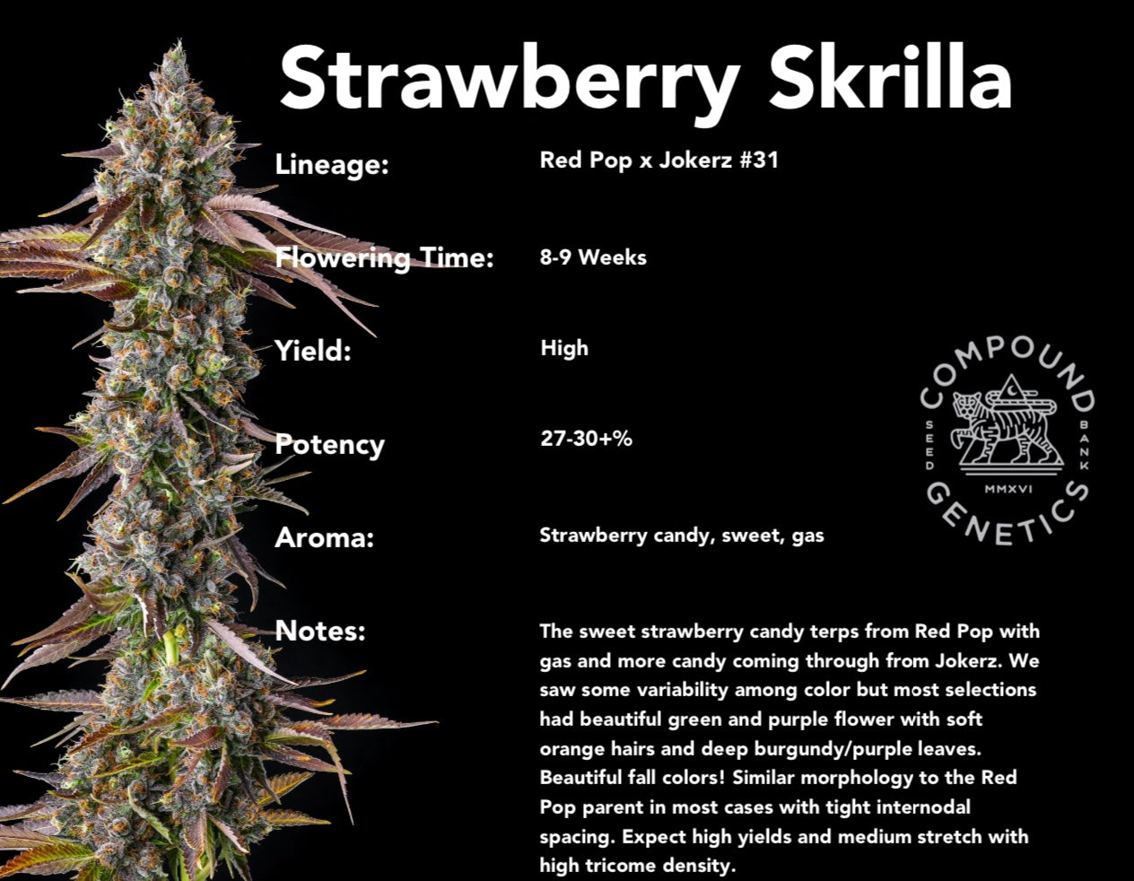 Strawberry Skrilla (Red Pop x Jokerz #31) 7-pack