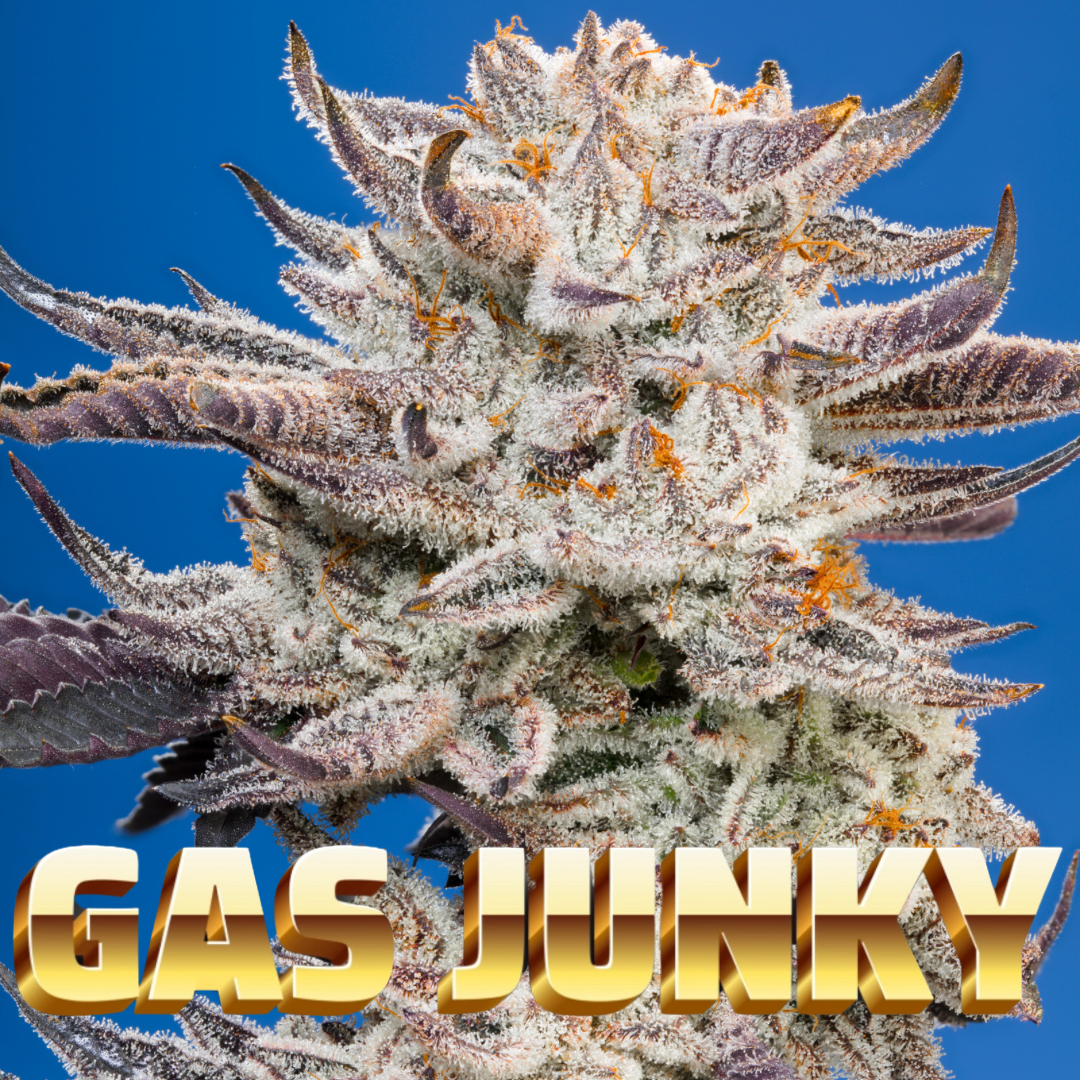 Gas Junky (Gasonade x Cap Junky) 5-Pack + Cookies OG Freebie