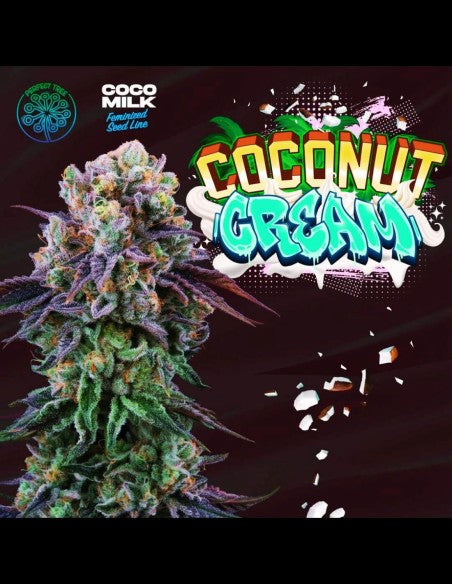 Coconut Cream (LA Kush Cake x Coco Milk)