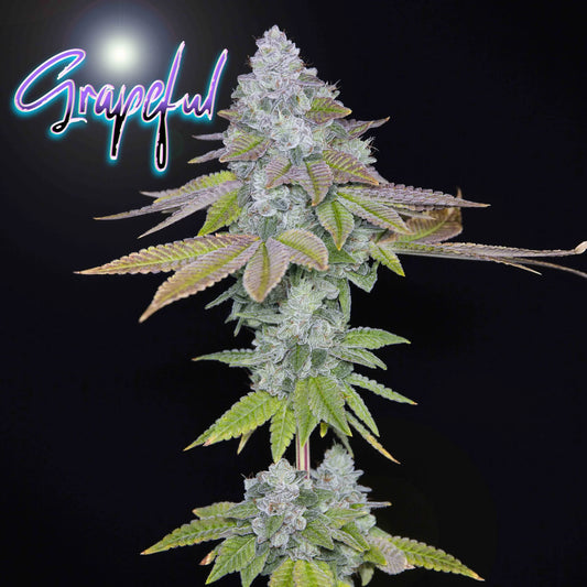 GRAPEFUL (F1) (Romulan x MG # 6 (clone cut)) 6-Pack