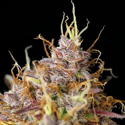 Purple Queen Auto