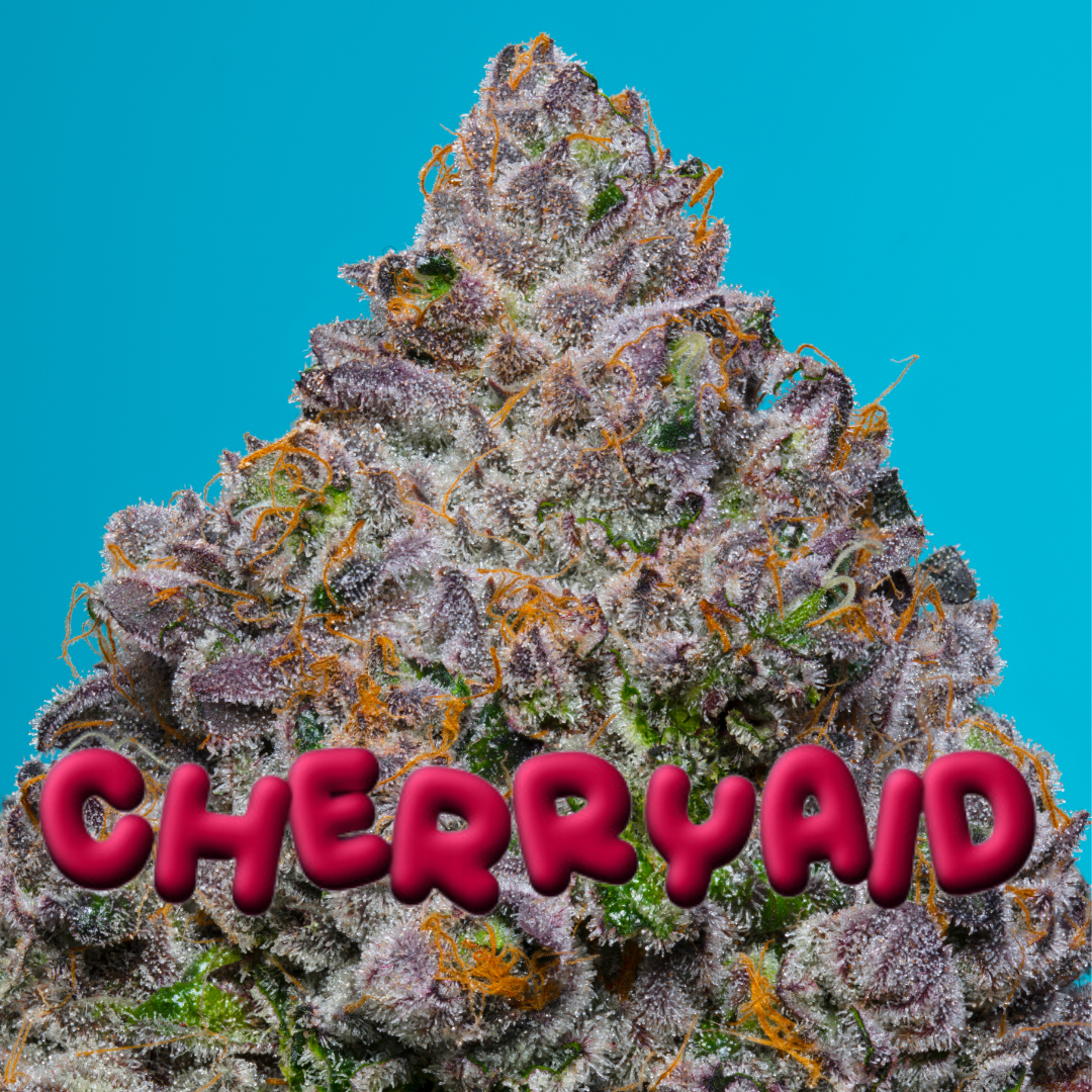 CHERRYAID (Lemon Cherry Runtz x Gasonade) 5-Pack + Cookies OG Freebie