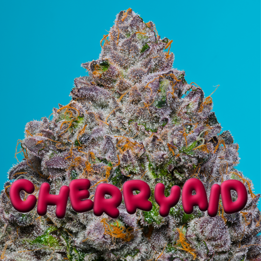 CHERRYAID (Lemon Cherry Runtz x Gasonade) 5-Pack + Cookies OG Freebie