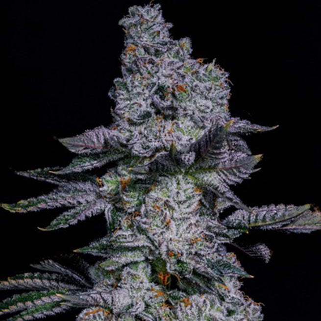 Pineapple Runtz Auto 6-Pack | Ethos Genetics