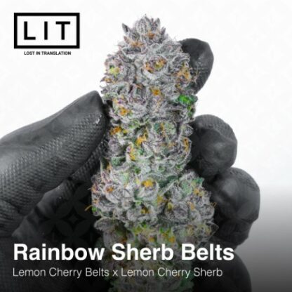 Rainbow Sherb Belts (Lemon Cherry Belts x Lemon Cherry Sherbert) 6-Pack