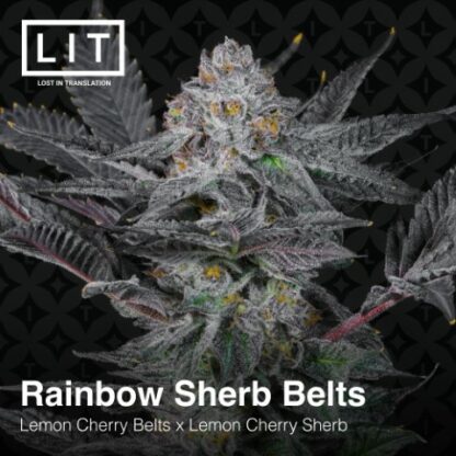 Rainbow Sherb Belts (Lemon Cherry Belts x Lemon Cherry Sherbert) 6-Pack