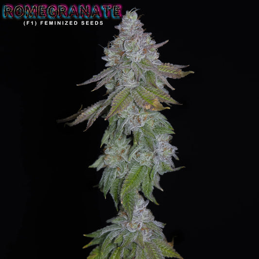 ROMEGRANATE (F1) (Lemon Skunk x Larry Bird aka Gelato 33) x Romulan 6-Pack