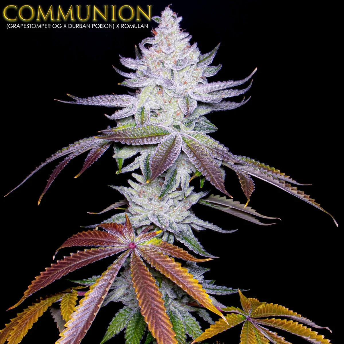 COMMUNION (S1) ((Grapestomper OG x Durban Poison) x Romulan) 6-Pack