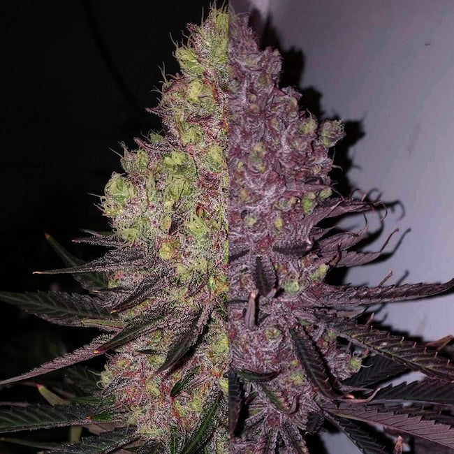 Trop Cherry Duet | Ethos Genetics