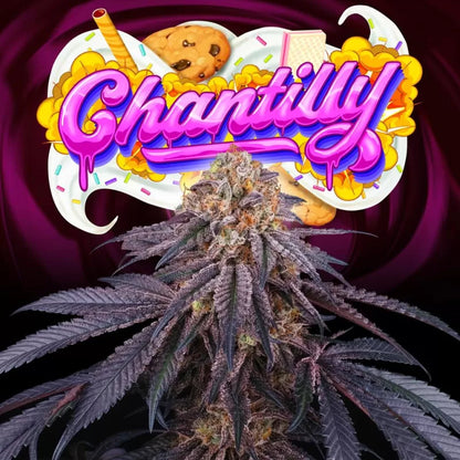 Chantilly (L.A Kush Cake x Jet A) 6-Pack + 3 LH2P Freebies