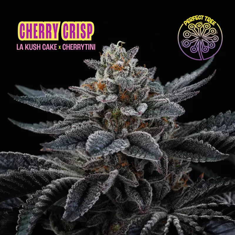 CHERRY CRISP (La Kush Cake x Cherrytini) 6-Pack + 3 Frozini Freebies