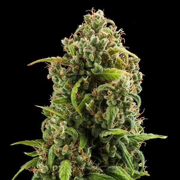 Diesel Auto