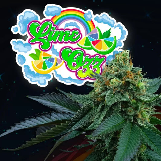 Lime Ozz (Lime Pop Kush x Peach Ozz) 6-Pack + 3 LH2P Freebies