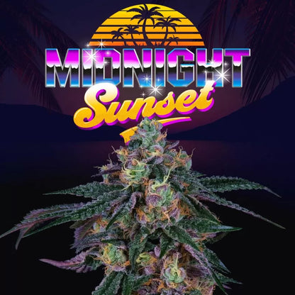 Midnight Sunset (Sunset Sherbert Bx1 x Jet A) 6-Pack + 3 LH2P Freebies