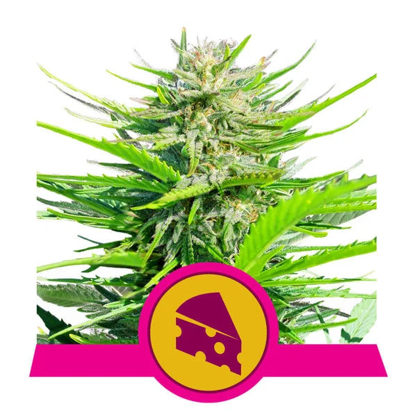 Royal Cheese (Fast Flowering)