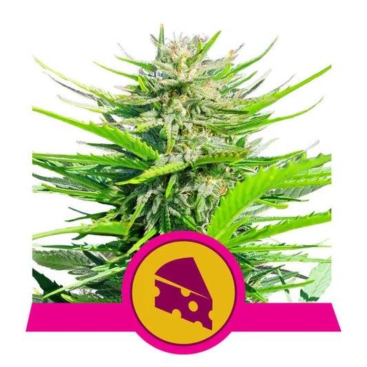 Royal Cheese (Fast Flowering)