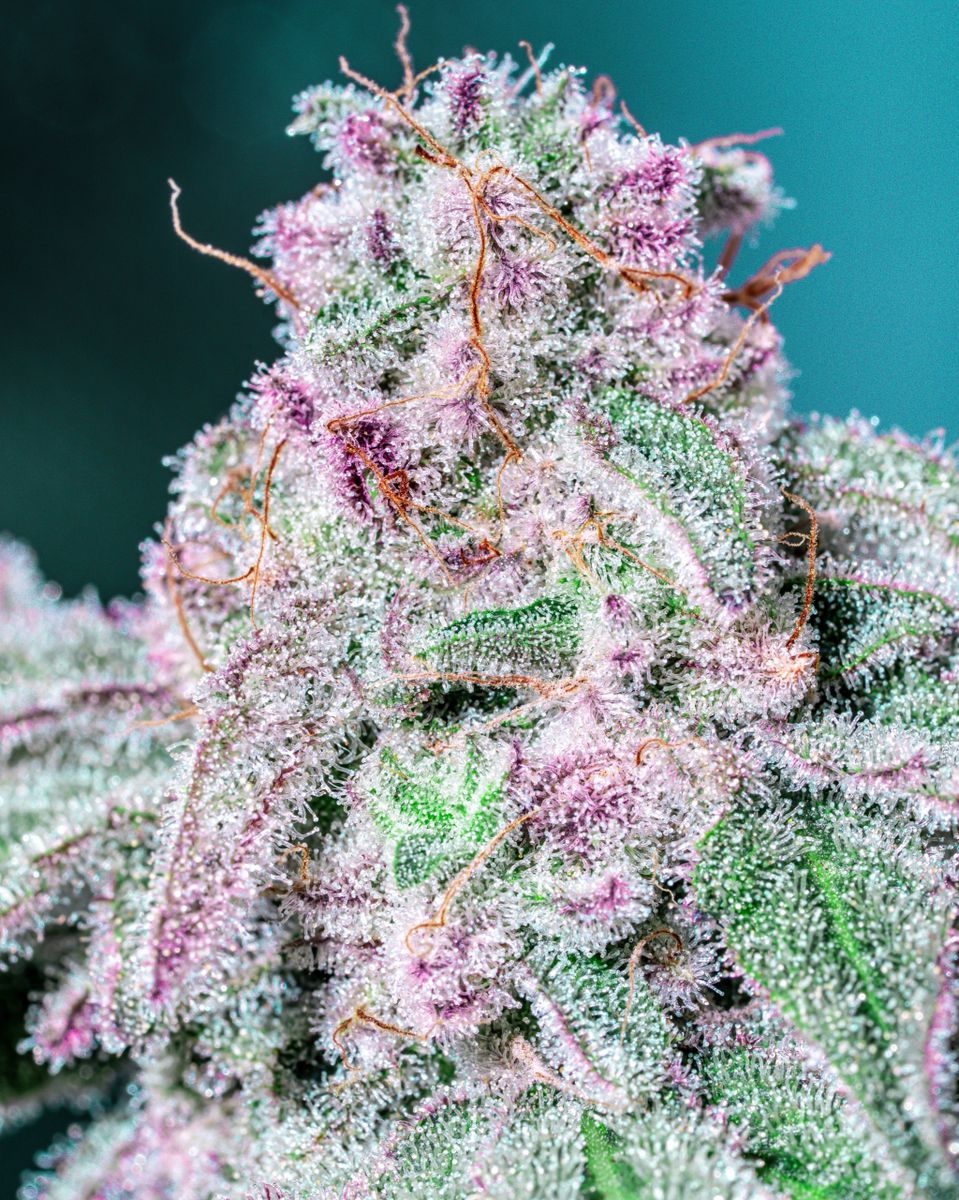 Sleepy Joe S1 (Bubble Gum Sherb x Dr. Sleep Reversal) 10+ feminized seeds