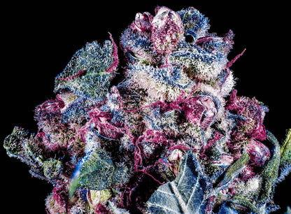 Blue Zushi S1 10+ feminized seeds