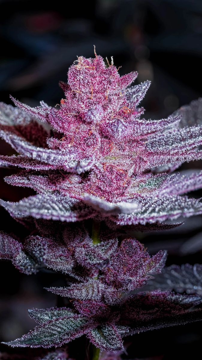 Pink Diamond s1 10+ feminized seeds