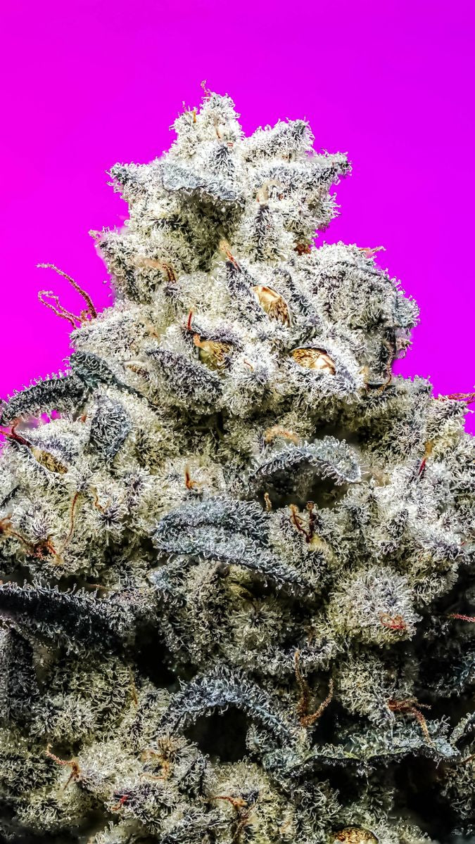 King Kush s1 (Pure Og kush x The Queen reversal) 10+ feminized seeds