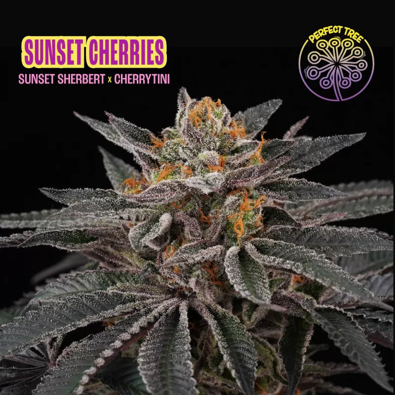 Sunset Cherries (Sunset Sherbert x Cherrytini) 6-Pack + 3 Frozini Freebies