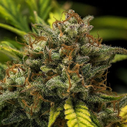 Sweet Skunk Auto